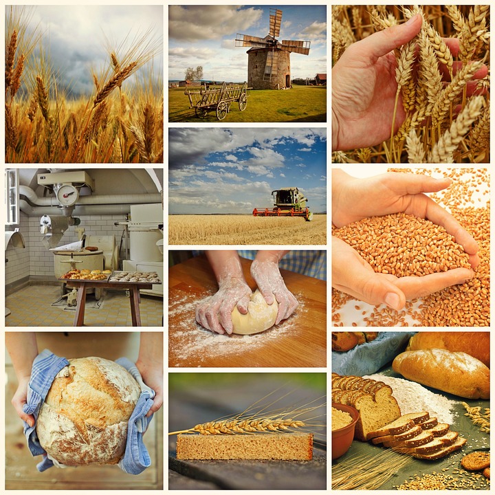 wheat and gluten intolerance