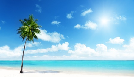 beach with palm tree